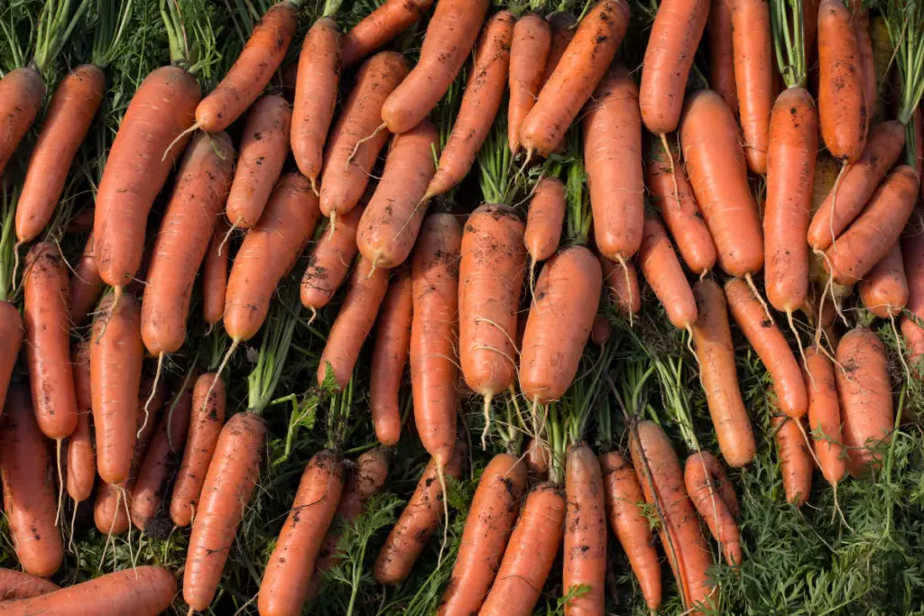 carrots ready to harvest