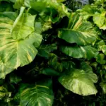 Golden Pothos Vs. Hawaiian Pothos: Top Similarities and Differences You Must Know
