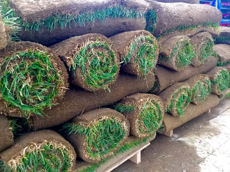 How to lay sod