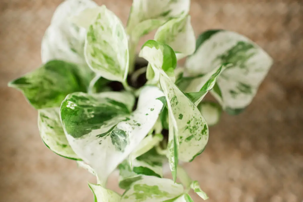 Variegated pothos care tips