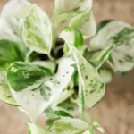 Variegated Pothos: All The Care, Propagation, and Watering Guide You Need