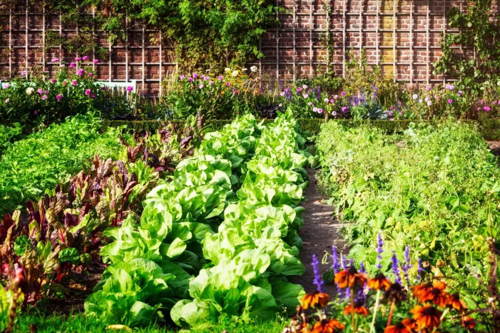 How To Create A Stunning Vegetable Garden