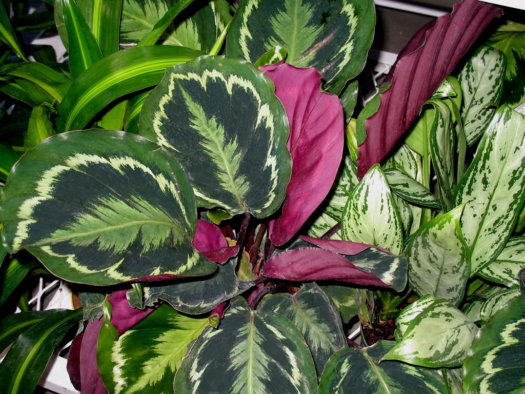 How To Unfurl Your Curling Calathea Leaves?