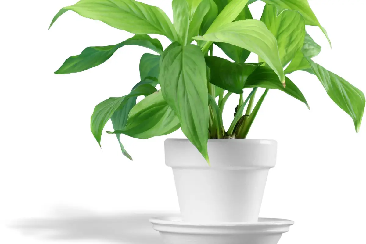 Reviewed: Best Self-Watering Plant Pot
