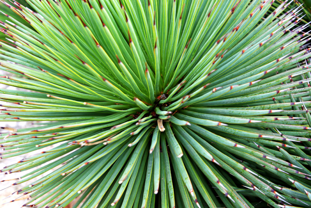 Yucca Plant - plants that look like aloe vera