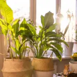Care For Peace Lily Indoor: Proper Care Guide For Healthier Plants