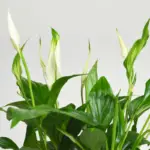 Trimming or Pruning Peace Lily: How and Why Is It Important For Peace Lily Growth
