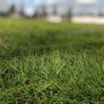 Chelated Iron For Lawn? Is It Any Good, And How To Use It Correctly?