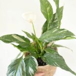 Domino Peace Lily: Ultimate Care, Watering, and Propagation Guide
