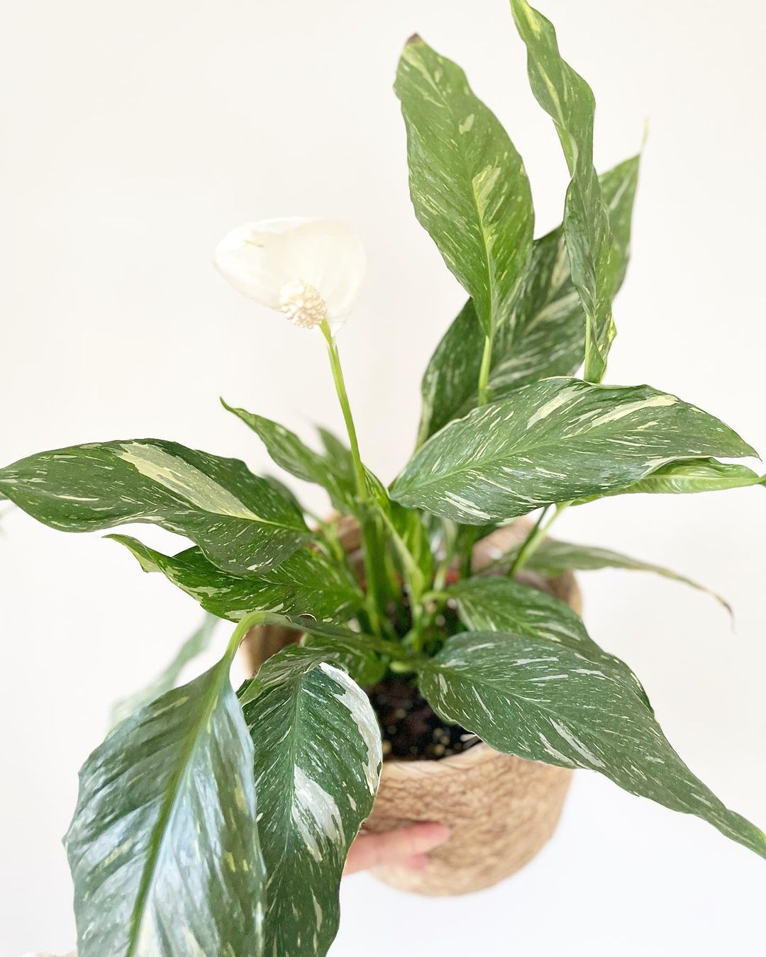 Peace Lily (Spathiphyllum): Care, Grow, Lifespan, Propagation, Benefits  