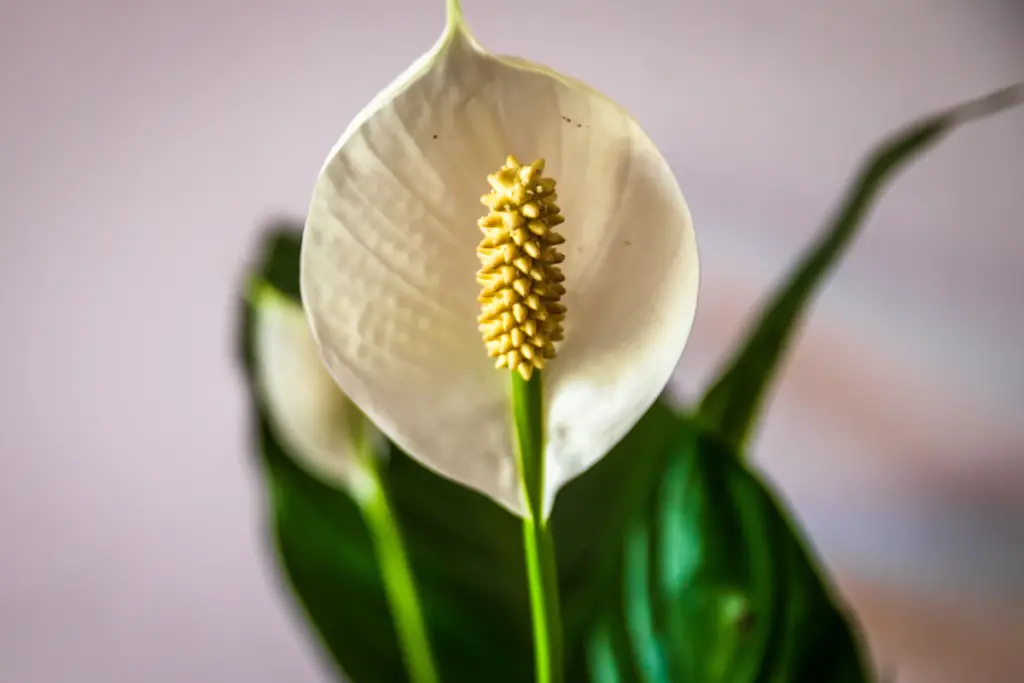 Peace Lily Flowering Stages - Naturallist